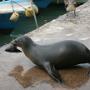 Puerto Ayora er vandoor met tonijnkop